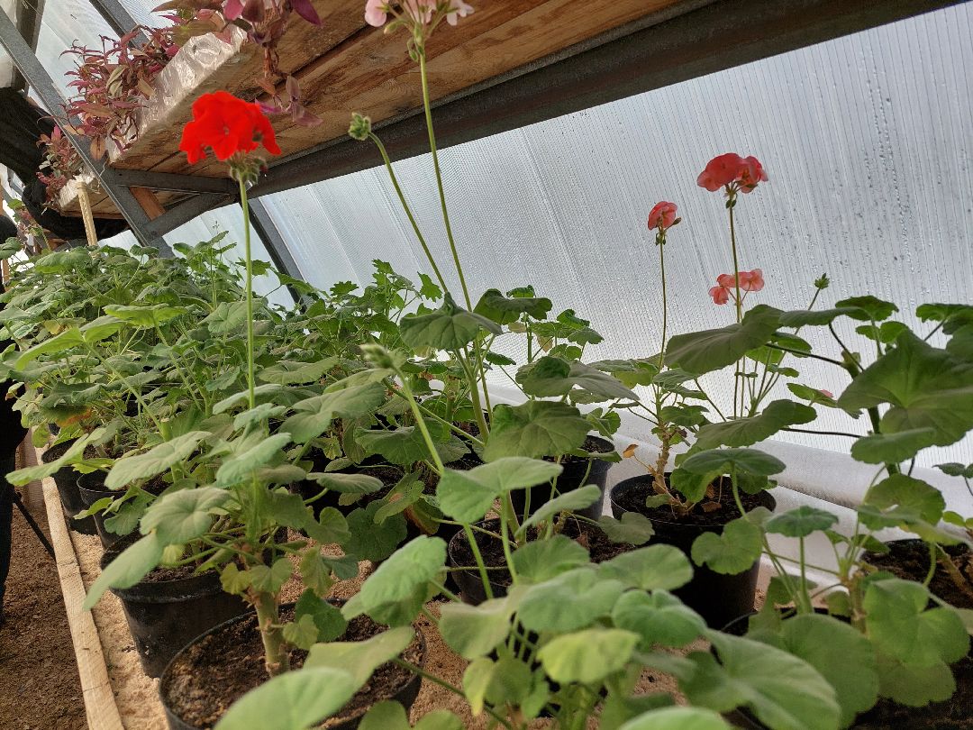 благоустройство, цветы, город, озеленение