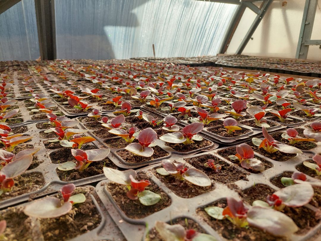 благоустройство, цветы, город, озеленение