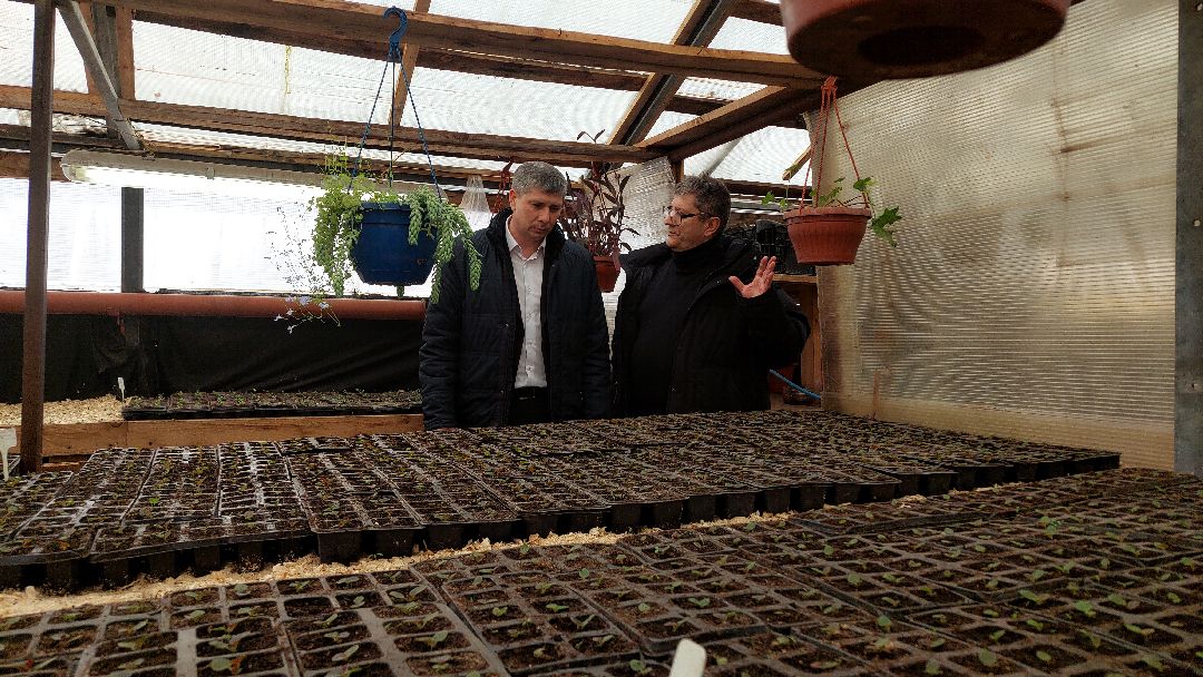 благоустройство, цветы, город, озеленение