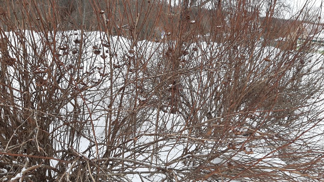 Серпухов Общество