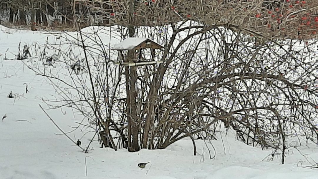 Серпухов Общество