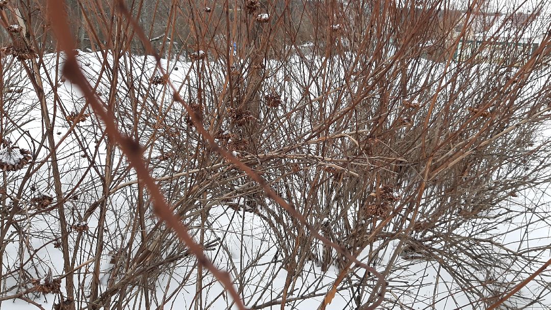 Серпухов Общество