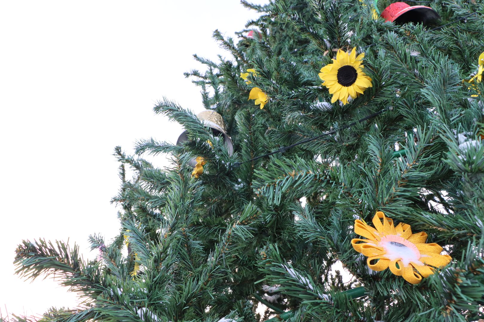 Серебряные Пруды, Зима в Подмосковье, Культурный код, ПКиО Серебряный, подсолнух, Даниил Бокарев,