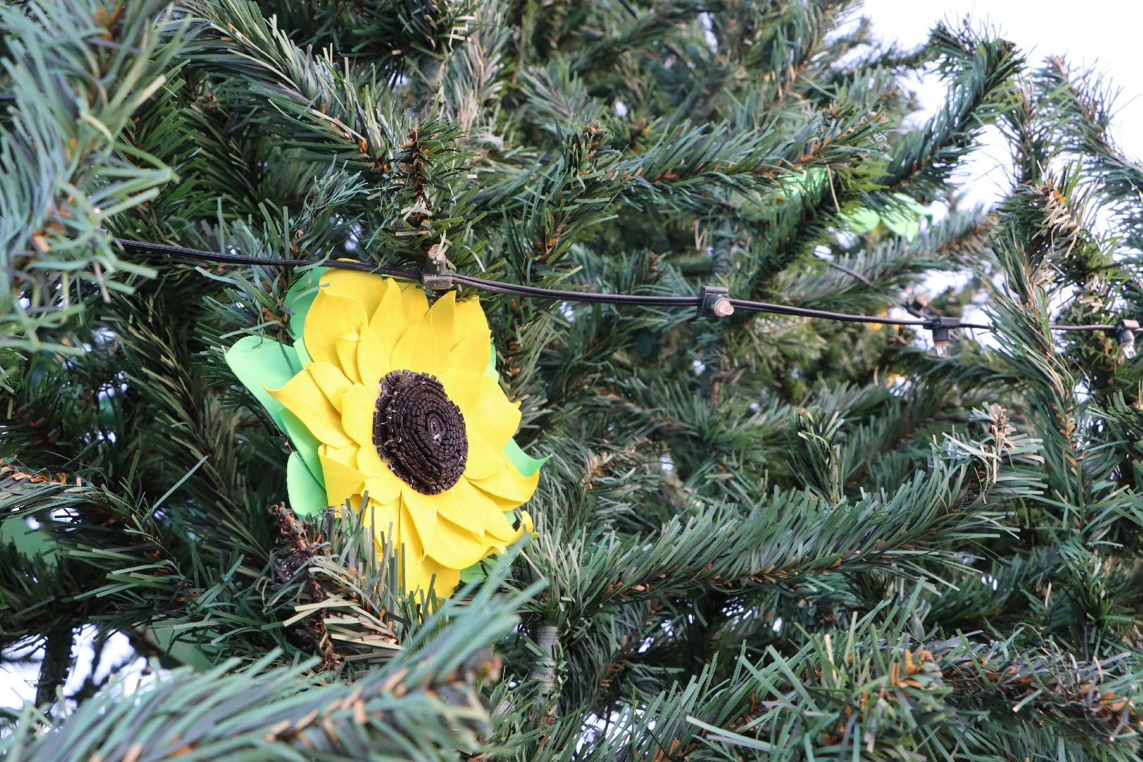 Серебряные Пруды, Зима в Подмосковье, Культурный код, ПКиО Серебряный, подсолнух, Даниил Бокарев,