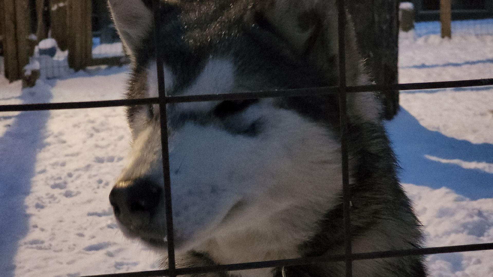 ступино, бореалис, ездовые собаки, скиджоринг,