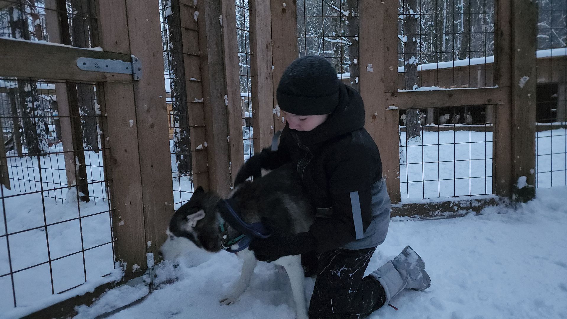 ступино, бореалис, ездовые собаки, скиджоринг,