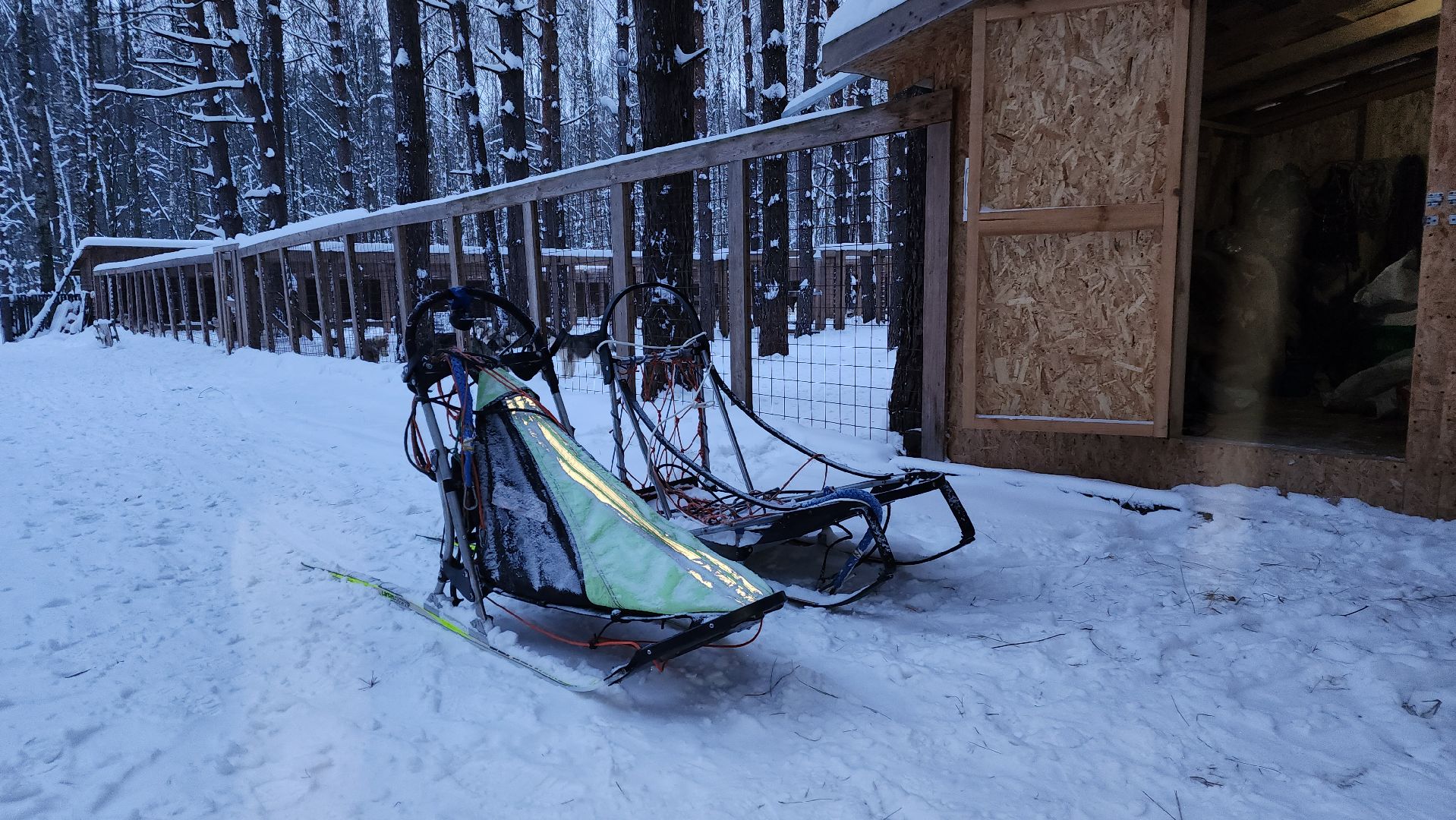ступино, бореалис, ездовые собаки, скиджоринг,