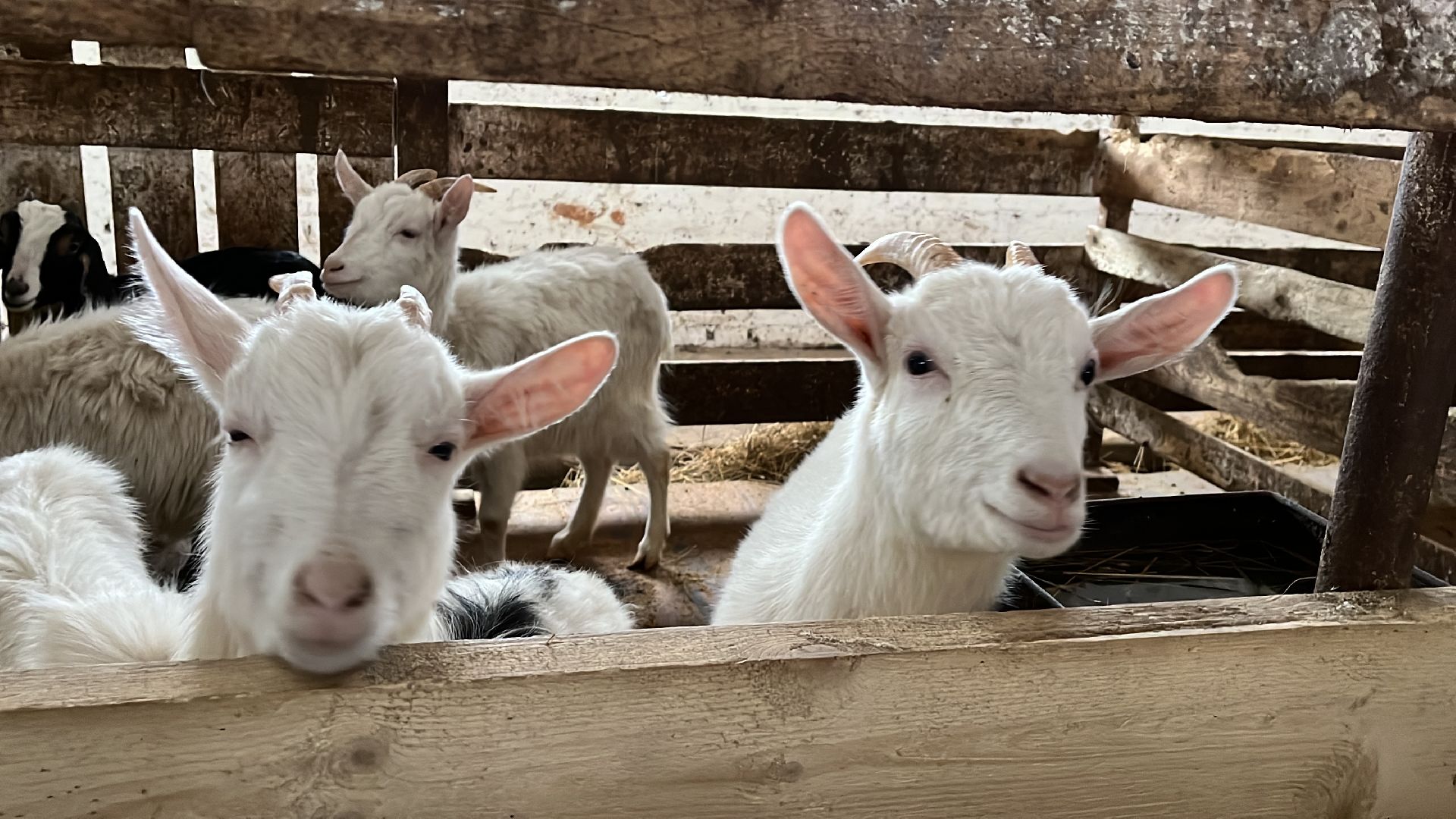 Волоколамск, фермер, Фермерское хозяйство,
