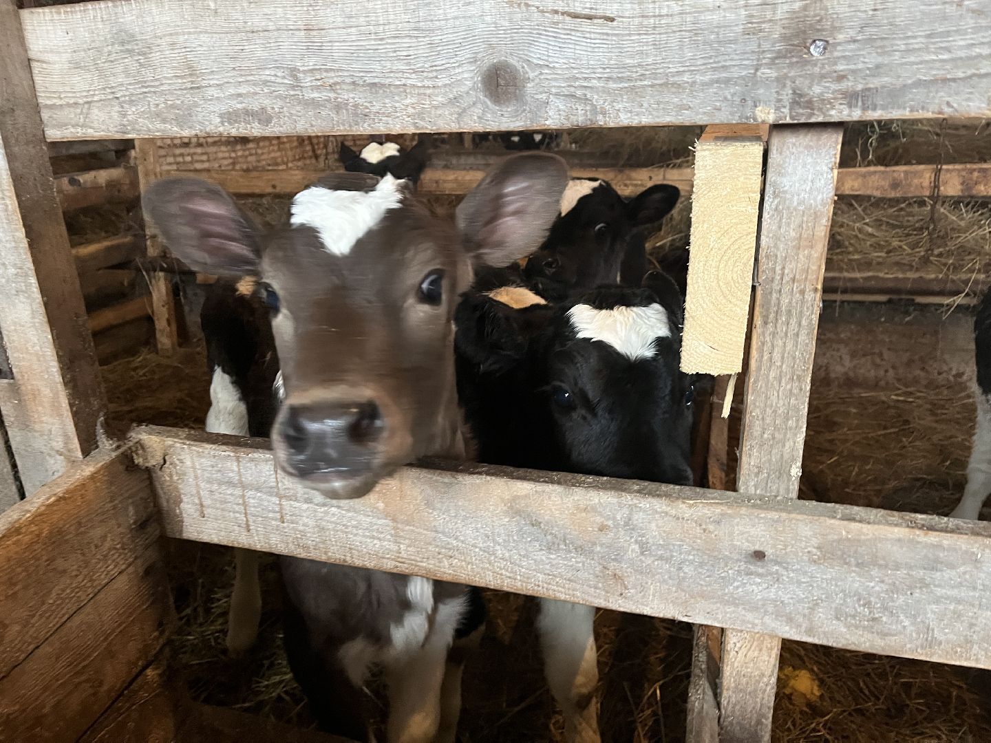 Волоколамск, фермер, Фермерское хозяйство,