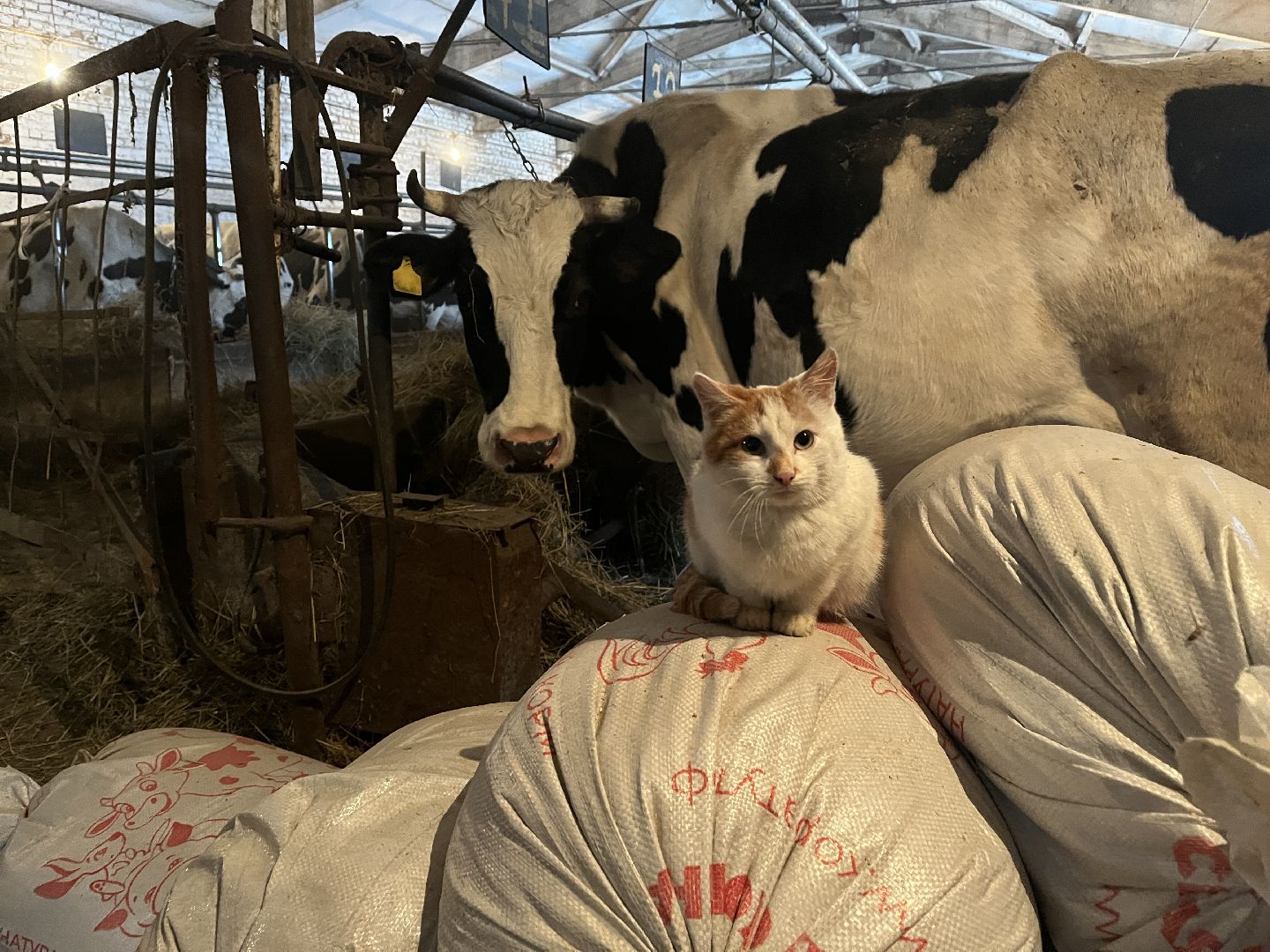 Волоколамск, фермер, Фермерское хозяйство,