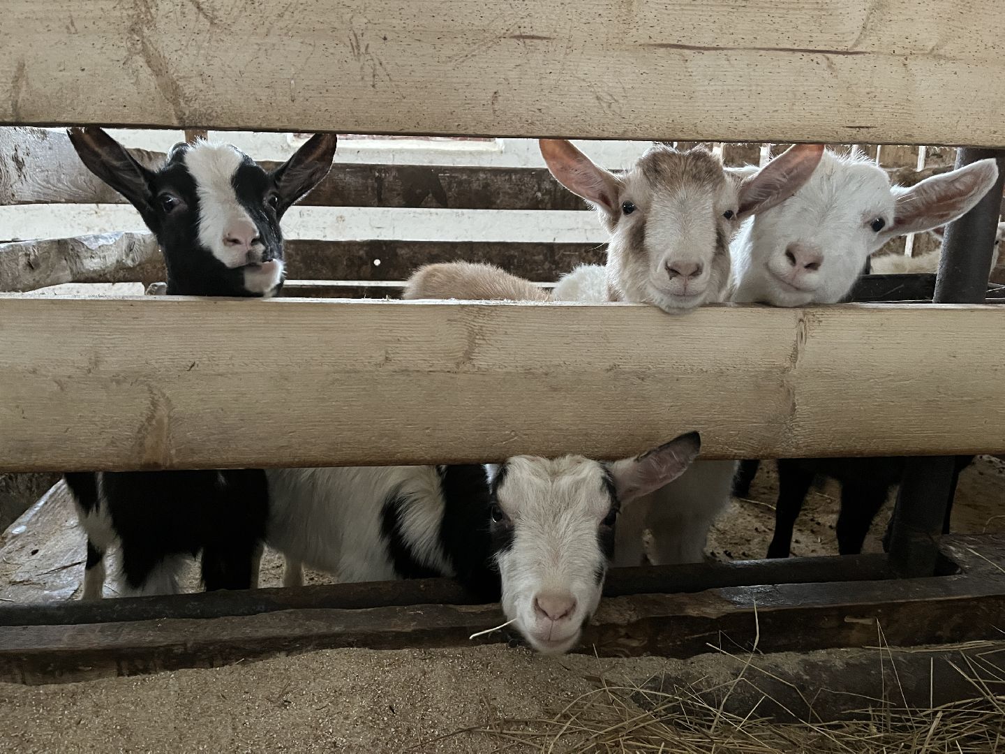 Волоколамск, фермер, Фермерское хозяйство,