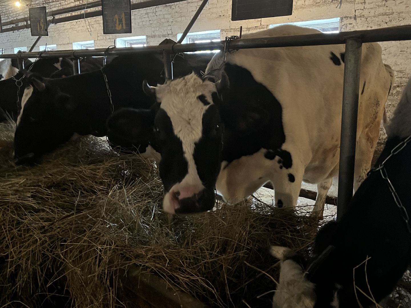 Волоколамск, фермер, Фермерское хозяйство,