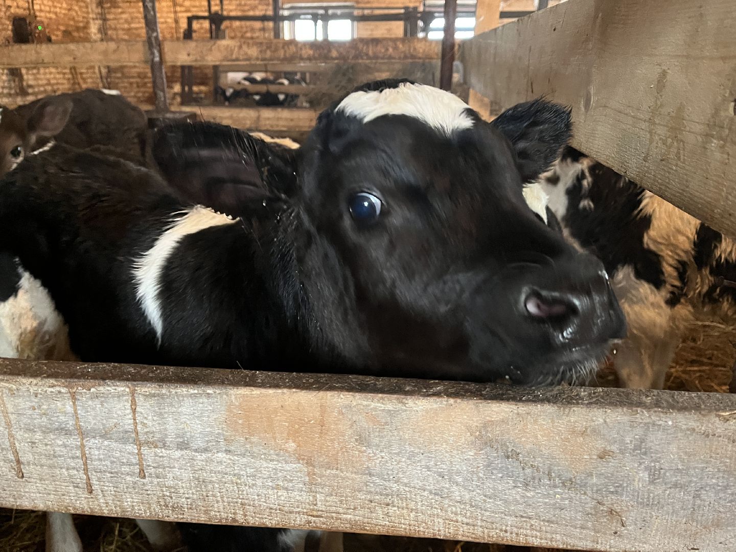 Волоколамск, фермер, Фермерское хозяйство,