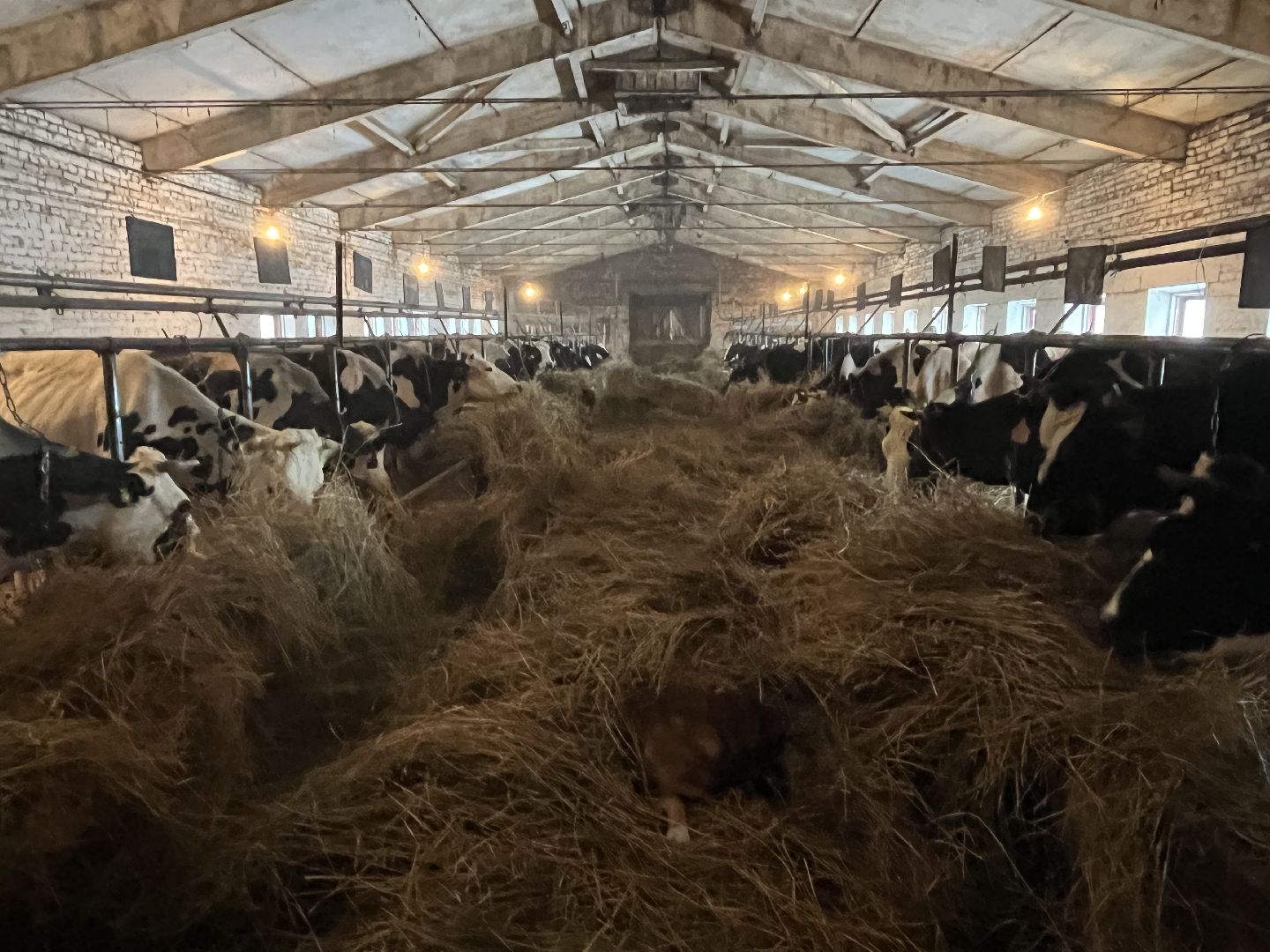 Волоколамск, фермер, Фермерское хозяйство,