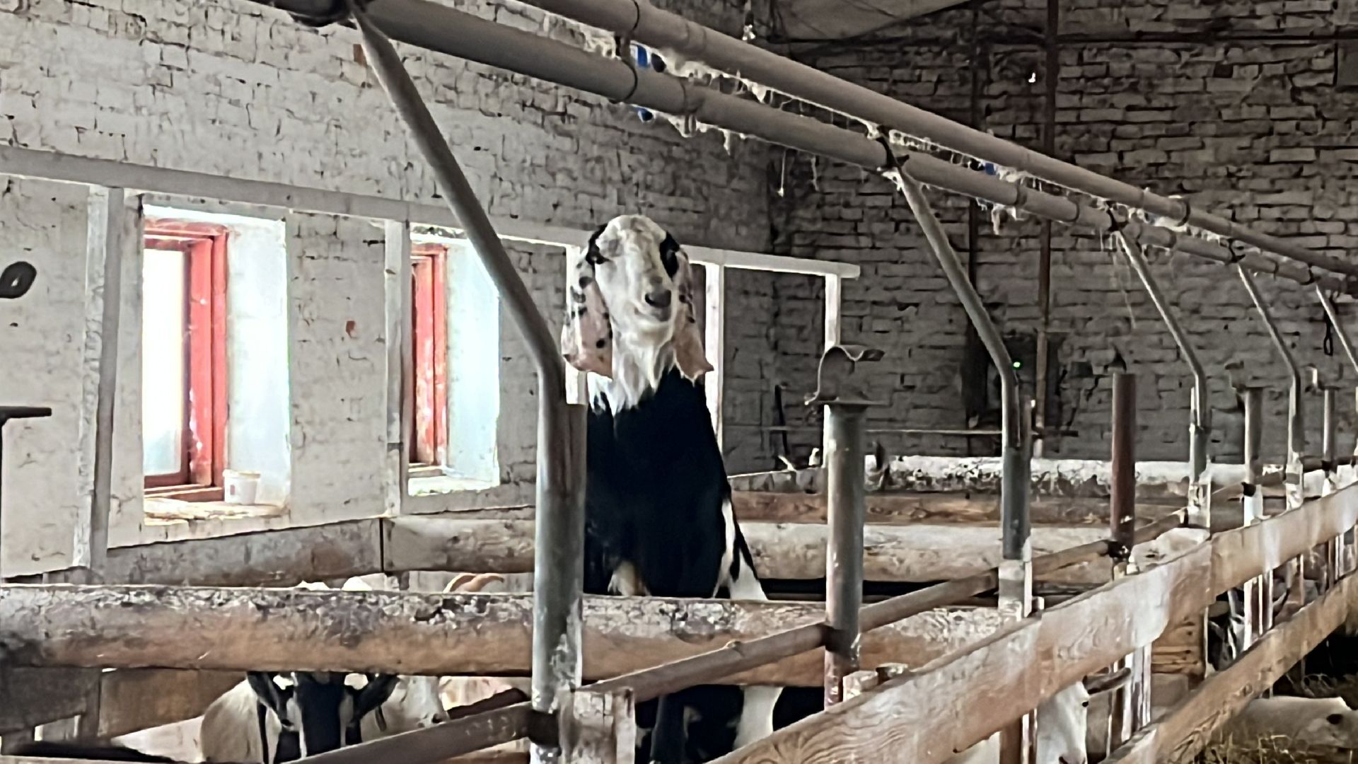 Волоколамск, фермер, Фермерское хозяйство,