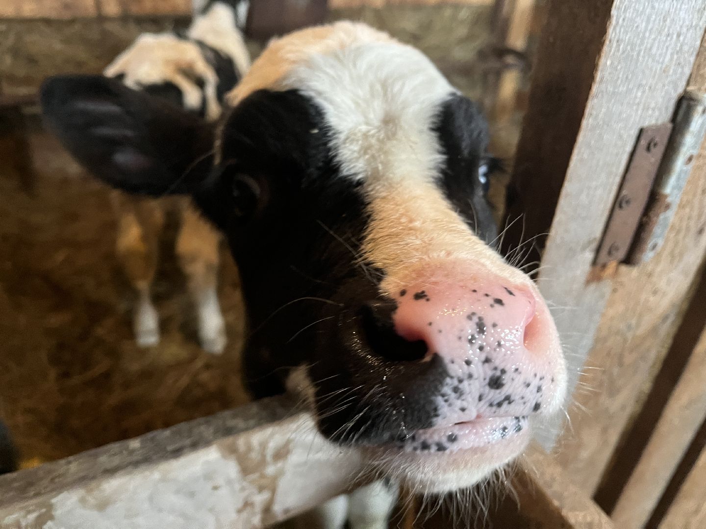 Волоколамск, фермер, Фермерское хозяйство,