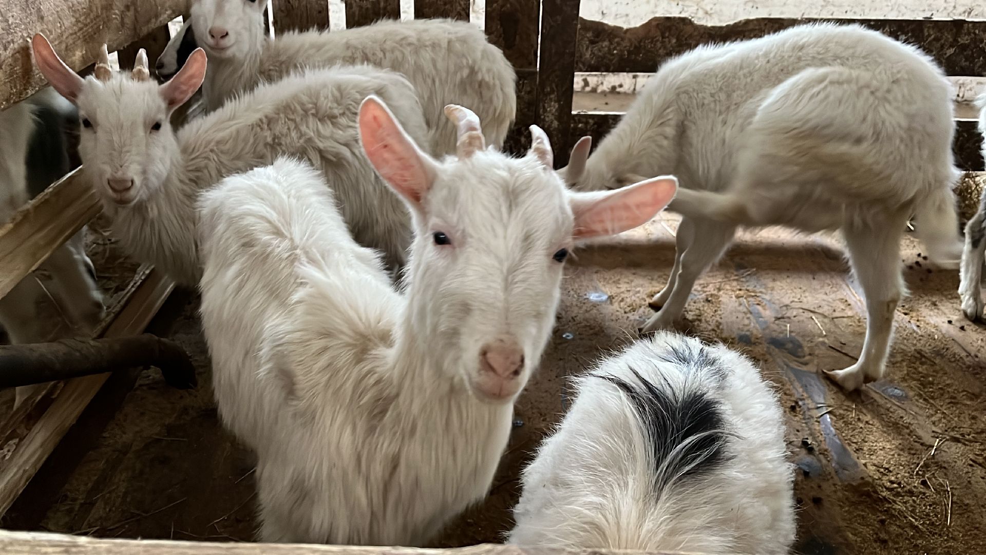 Волоколамск, фермер, Фермерское хозяйство,