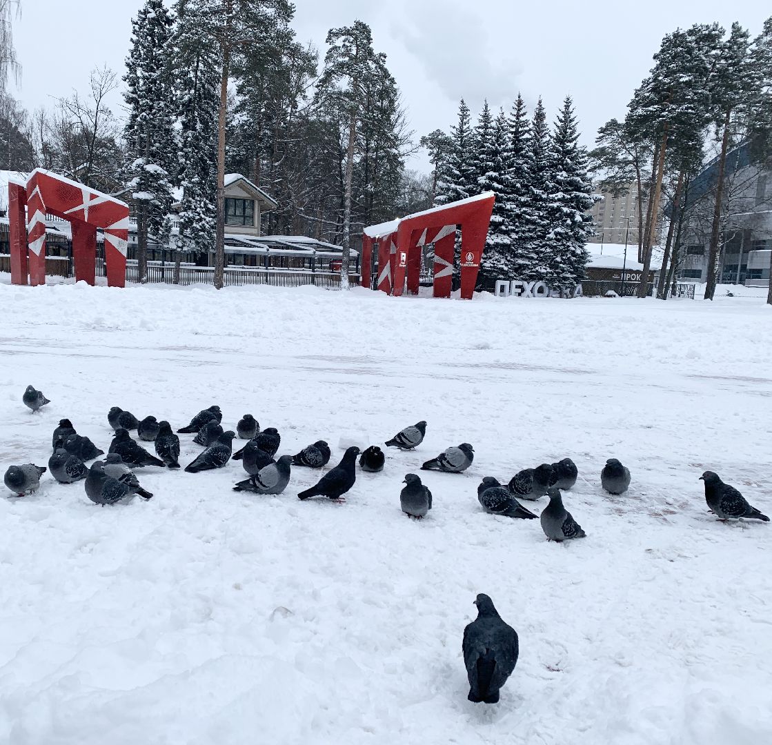 Балашиха, Подмосковье, ЖКХ, Снегопад, Снежный циклон Ваня»,