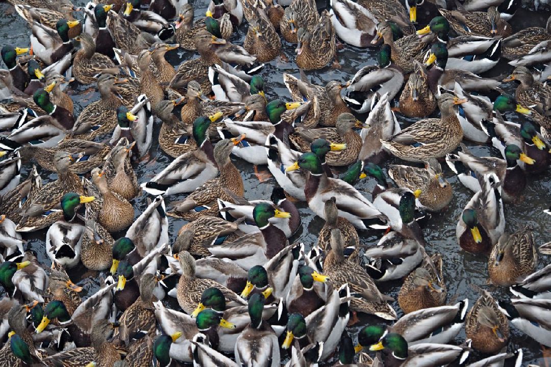 Сергиев Посад, Сергиево-Посадский городской округ, Экология, Утки, Птицы, Утиная перепись, Водоёмы