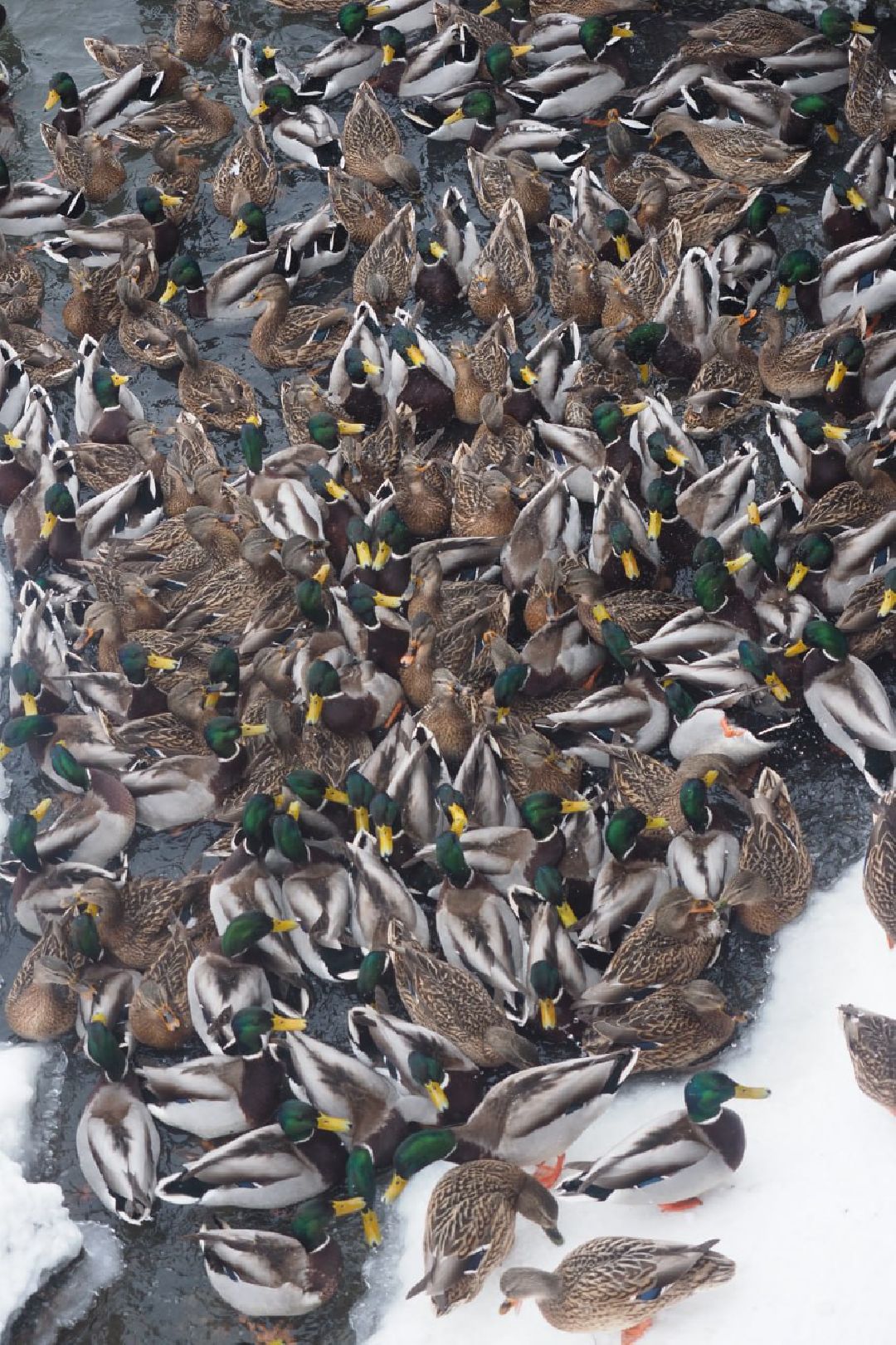 Сергиев Посад, Сергиево-Посадский городской округ, Экология, Утки, Птицы, Утиная перепись, Водоёмы