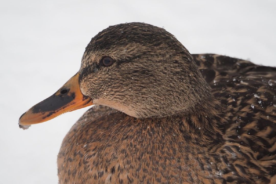 Сергиев Посад, Сергиево-Посадский городской округ, Экология, Утки, Птицы, Утиная перепись, Водоёмы