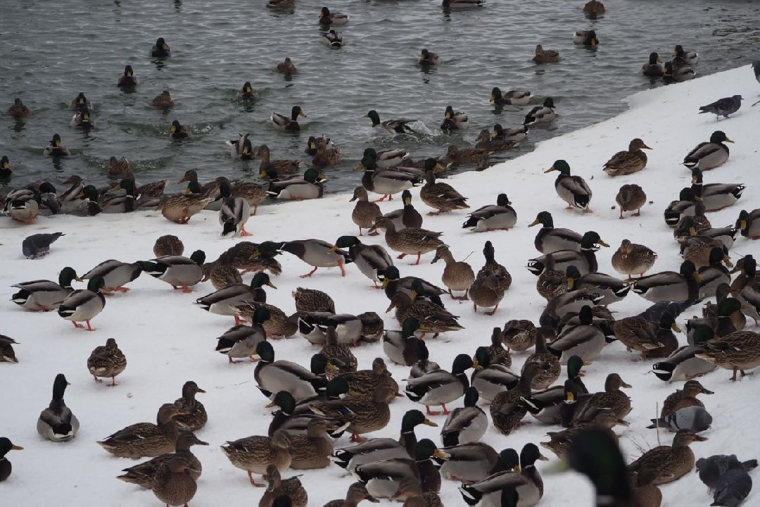 Сергиев Посад, Сергиево-Посадский городской округ, Экология, Утки, Птицы, Утиная перепись, Водоёмы