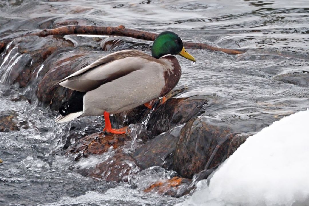 Сергиев Посад, Сергиево-Посадский городской округ, Экология, Утки, Птицы, Утиная перепись, Водоёмы