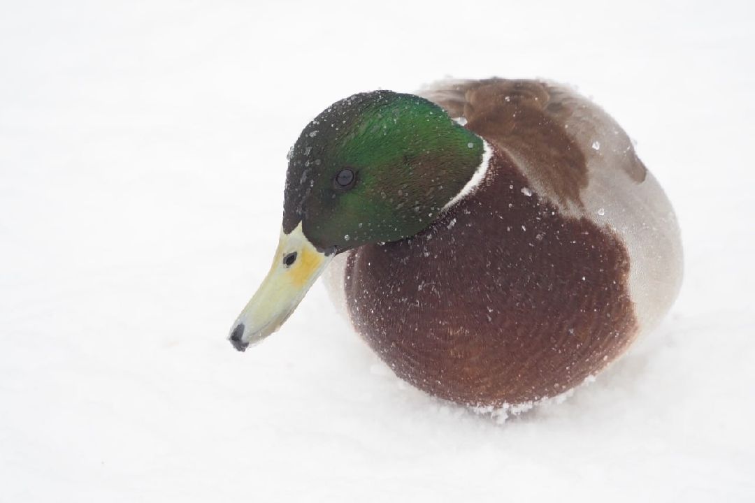 Сергиев Посад, Сергиево-Посадский городской округ, Экология, Утки, Птицы, Утиная перепись, Водоёмы
