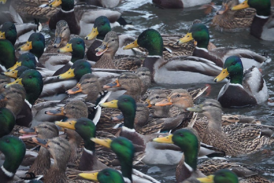 Сергиев Посад, Сергиево-Посадский городской округ, Экология, Утки, Птицы, Утиная перепись, Водоёмы