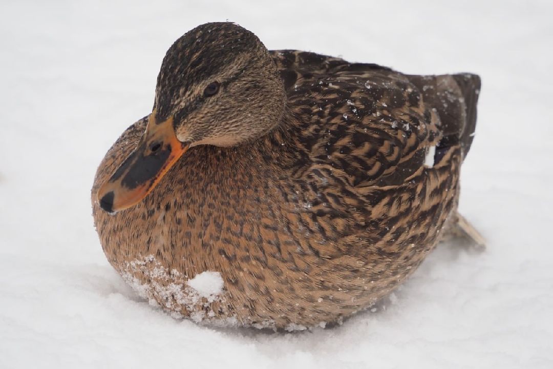 Сергиев Посад, Сергиево-Посадский городской округ, Экология, Утки, Птицы, Утиная перепись, Водоёмы