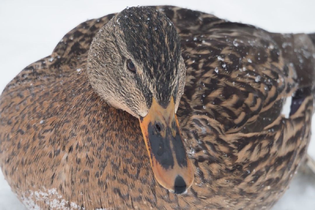Сергиев Посад, Сергиево-Посадский городской округ, Экология, Утки, Птицы, Утиная перепись, Водоёмы