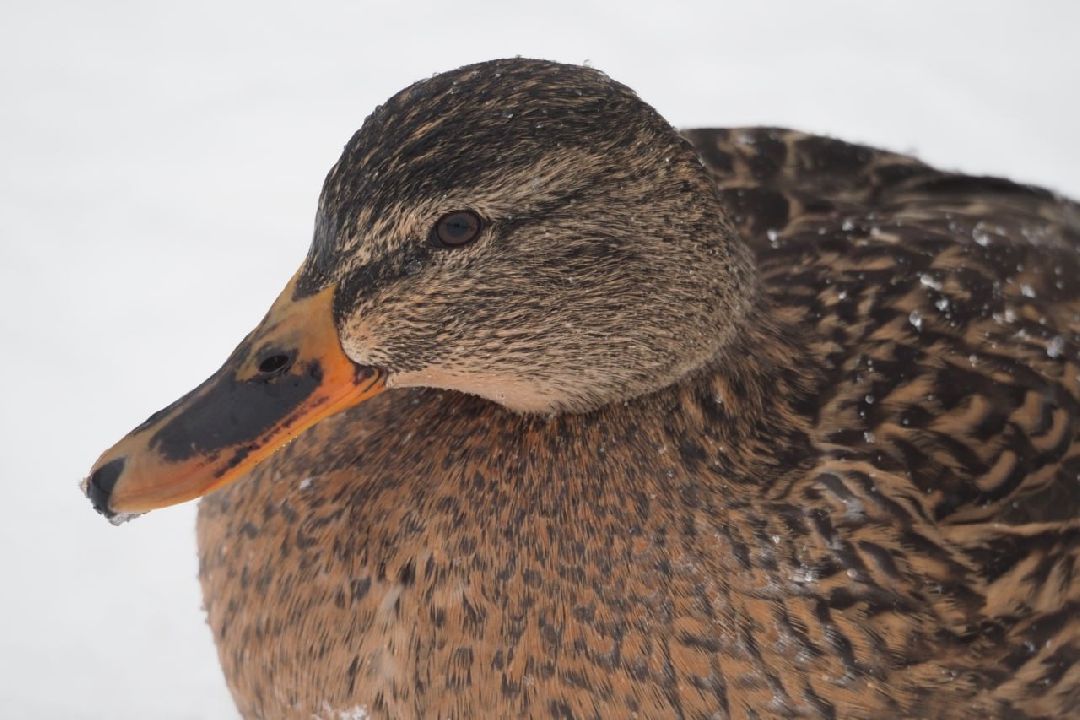 Сергиев Посад, Сергиево-Посадский городской округ, Экология, Утки, Птицы, Утиная перепись, Водоёмы