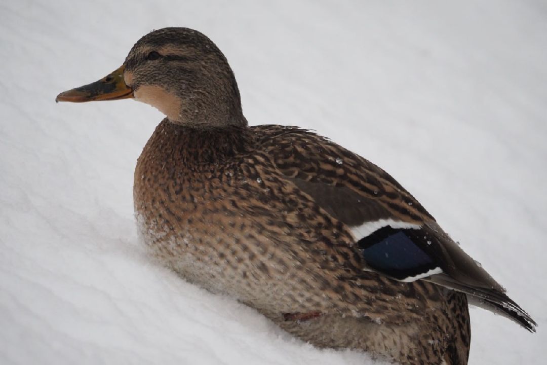 Сергиев Посад, Сергиево-Посадский городской округ, Экология, Утки, Птицы, Утиная перепись, Водоёмы