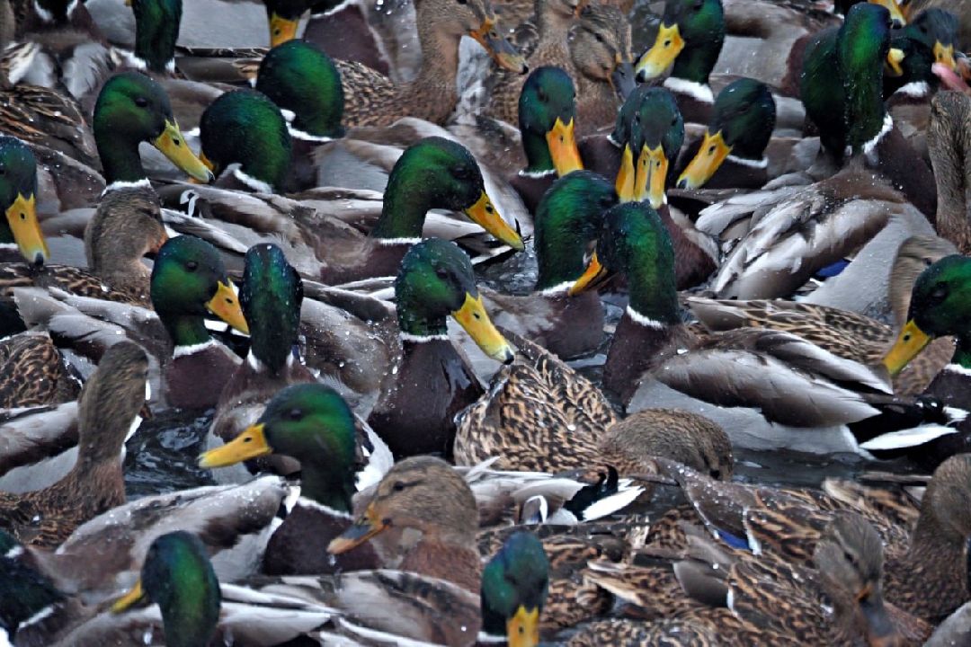 Сергиев Посад, Сергиево-Посадский городской округ, Экология, Утки, Птицы, Утиная перепись, Водоёмы