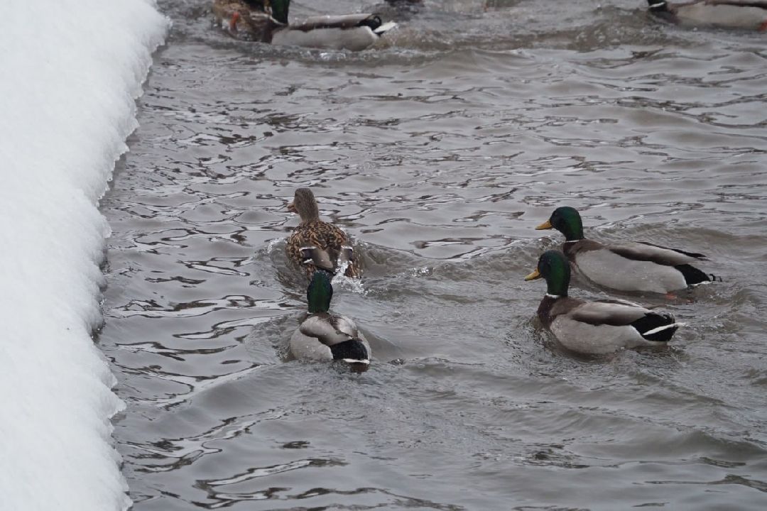 Сергиев Посад, Сергиево-Посадский городской округ, Экология, Утки, Птицы, Утиная перепись, Водоёмы