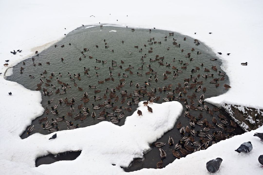 Сергиев Посад, Сергиево-Посадский городской округ, Экология, Утки, Птицы, Утиная перепись, Водоёмы