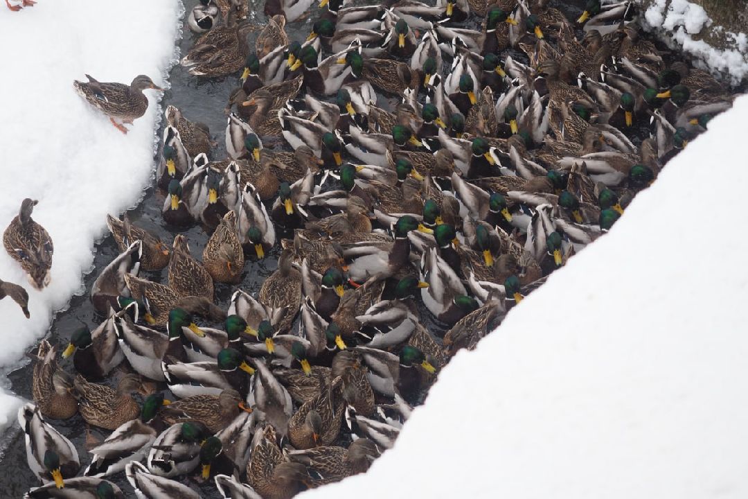 Сергиев Посад, Сергиево-Посадский городской округ, Экология, Утки, Птицы, Утиная перепись, Водоёмы