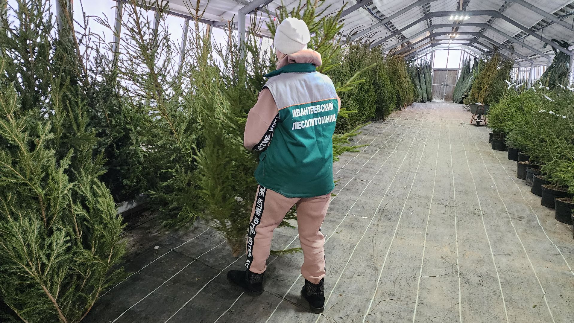 Подмосковье, Городской округ Пушкинский, Ивантеевки, Лесопитомник, Скоро новый год,