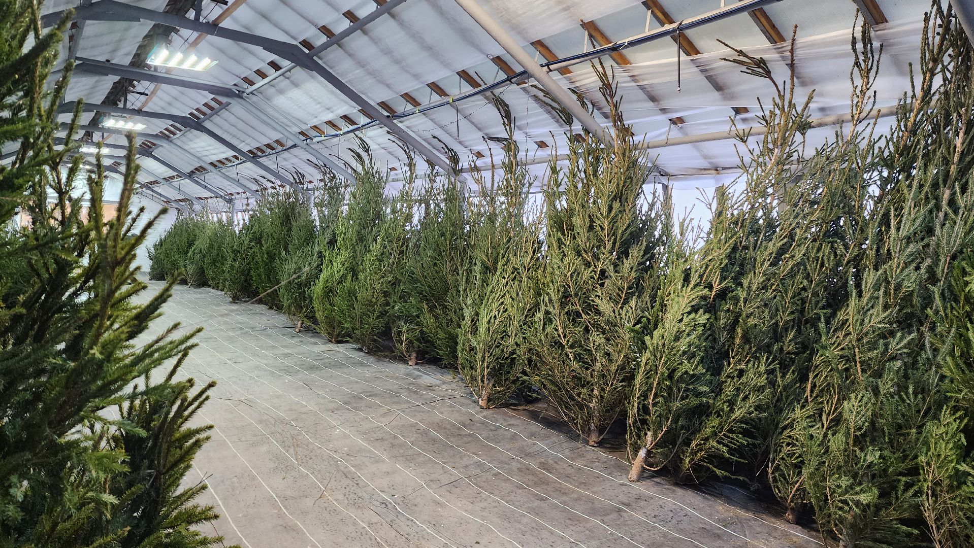 Подмосковье, Городской округ Пушкинский, Ивантеевки, Лесопитомник, Скоро новый год,