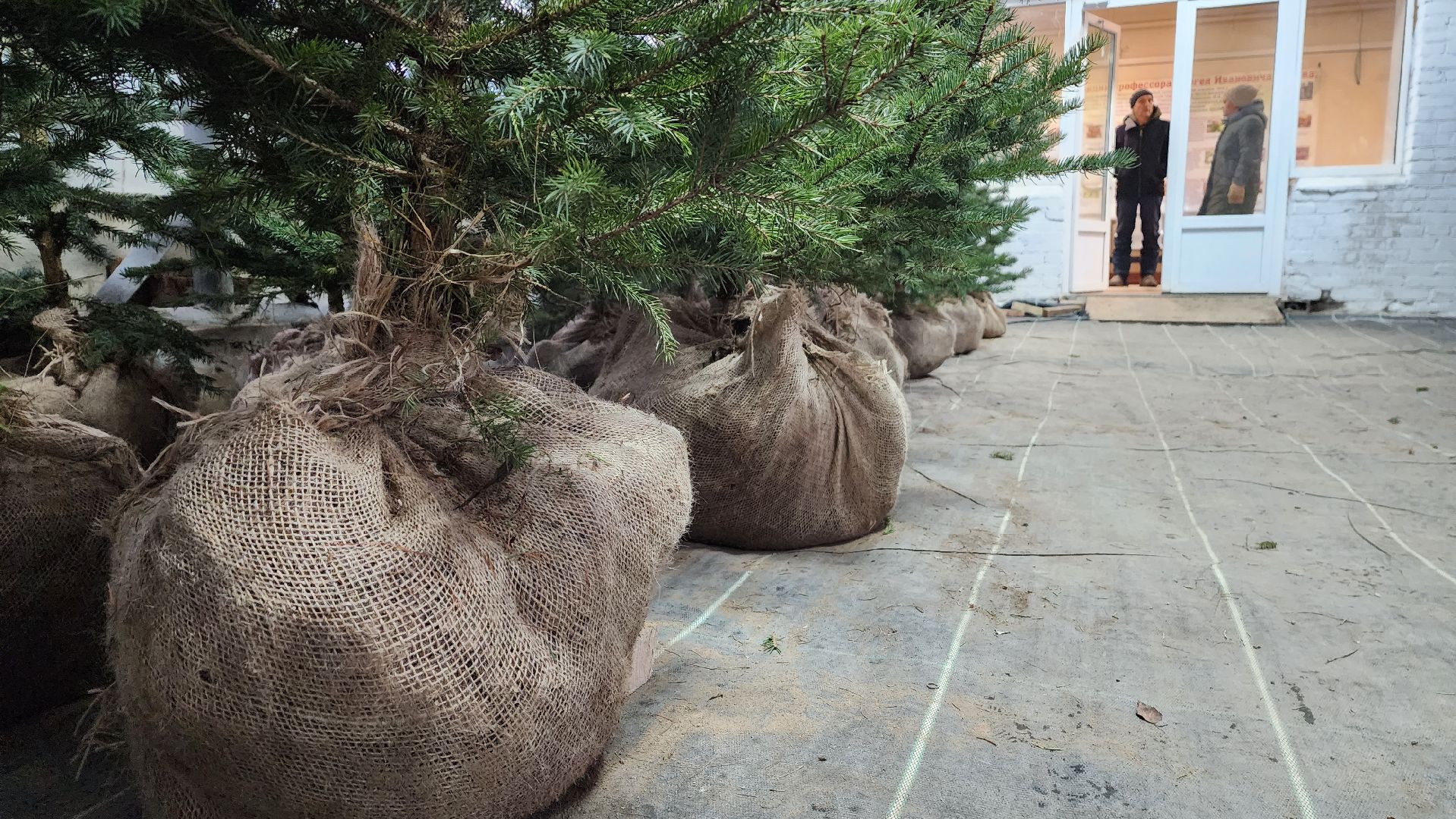 Подмосковье, Городской округ Пушкинский, Ивантеевки, Лесопитомник, Скоро новый год,