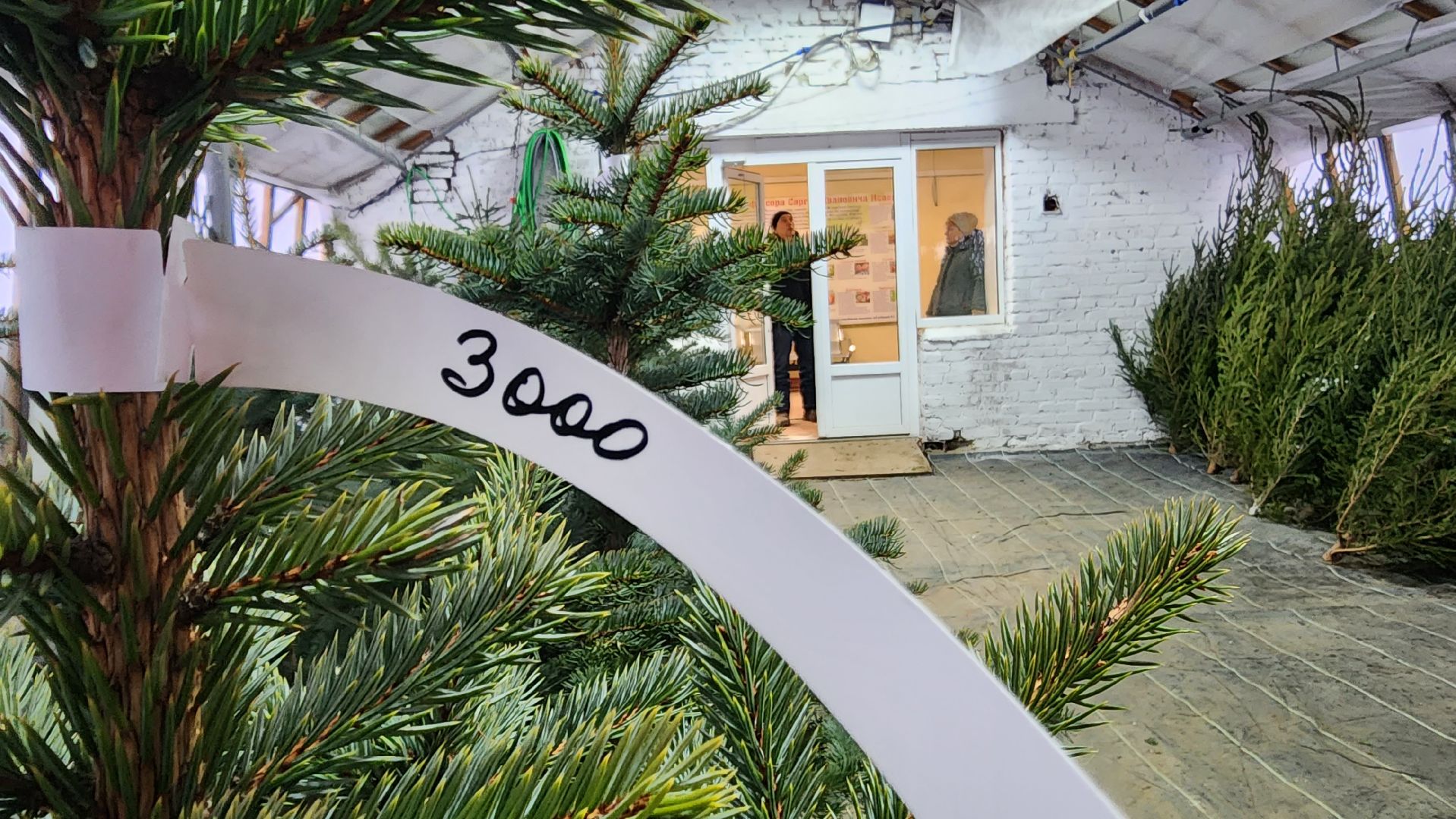 Подмосковье, Городской округ Пушкинский, Ивантеевки, Лесопитомник, Скоро новый год,