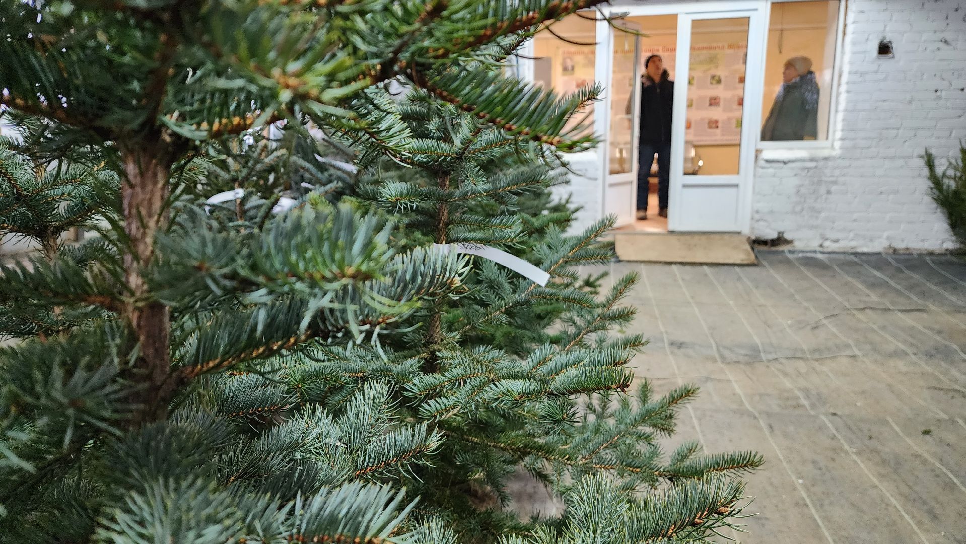 Подмосковье, Городской округ Пушкинский, Ивантеевки, Лесопитомник, Скоро новый год,