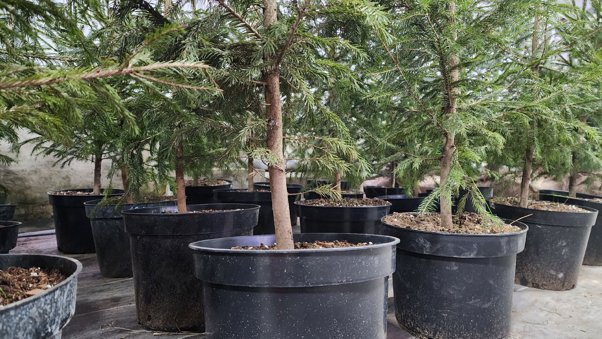 Подмосковье, Городской округ Пушкинский, Ивантеевки, Лесопитомник, Скоро новый год,