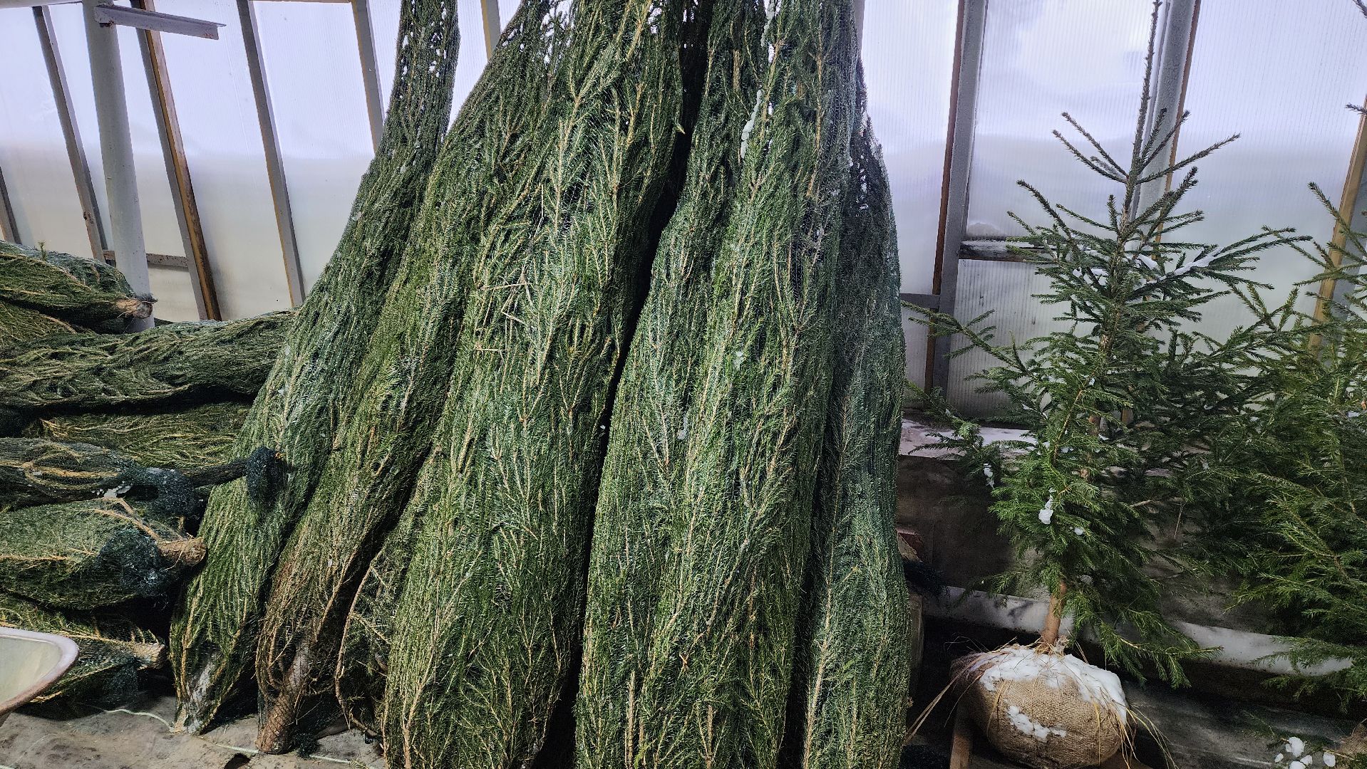 Подмосковье, Городской округ Пушкинский, Ивантеевки, Лесопитомник, Скоро новый год,