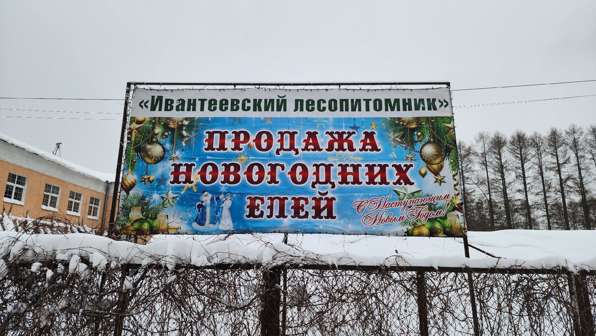 Подмосковье, Городской округ Пушкинский, Ивантеевки, Лесопитомник, Скоро новый год,