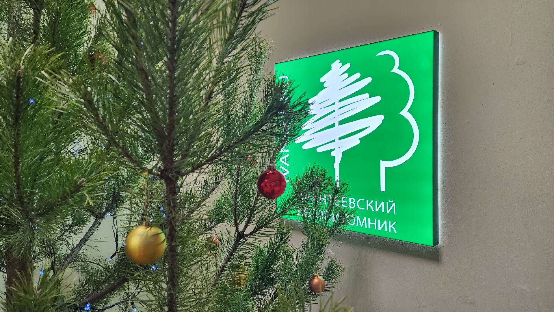 Подмосковье, Городской округ Пушкинский, Ивантеевки, Лесопитомник, Скоро новый год,