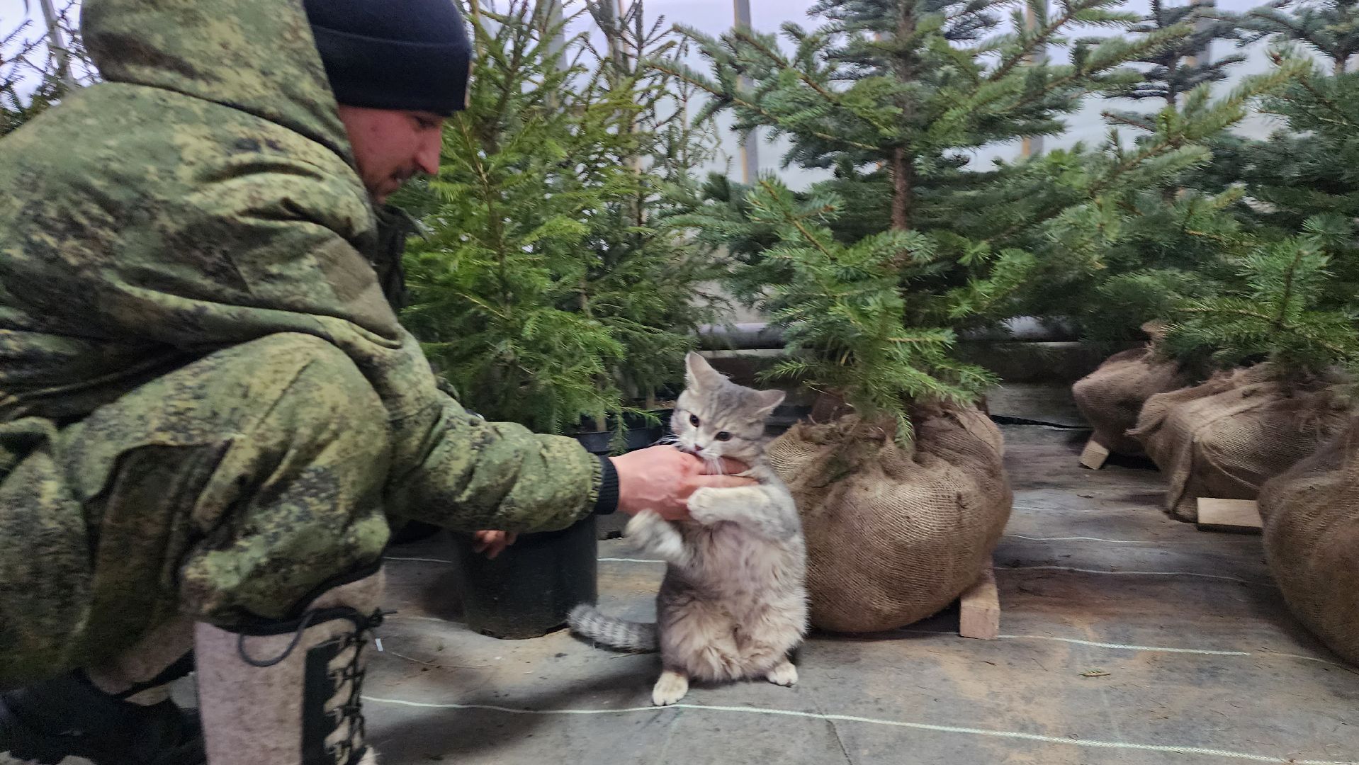 Подмосковье, Городской округ Пушкинский, Ивантеевки, Лесопитомник, Скоро новый год,