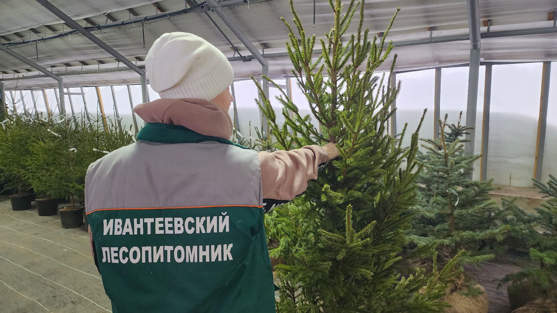 Подмосковье, Городской округ Пушкинский, Ивантеевки, Лесопитомник, Скоро новый год,