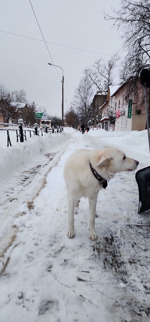 электросталь, жкх, жкх; дороги; инвалиды; решения вопросов; депутаты, снегопад, снегоуборка, снегоуборочная техника, благоуйстройство, вывоз снега,