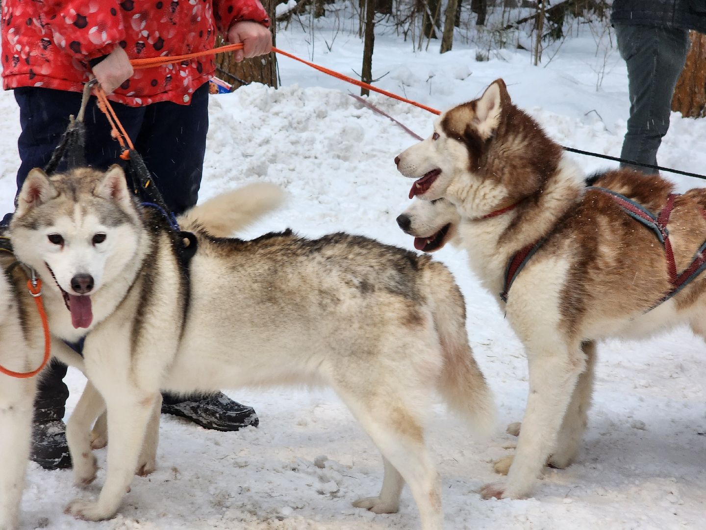 Лес, Парк, Лыжи, лыжная трасса, соревнования, зажжение елки,